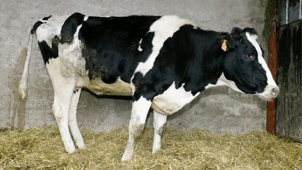 Malgré une température normale, un rumen qui fonctionne bien, l'analyse de l'inflammation se révèlera très positive.